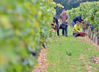 Vignes et Vendanges