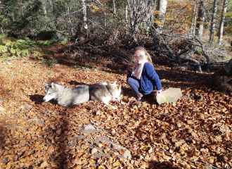 Chiens de Traîneau des Volcans