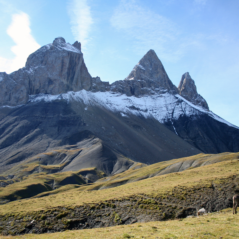 Anes aux pieds des Aiguilles