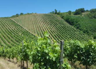 Les vins de la Madone - Gilles Bonnefoy