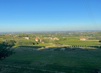 La Vigne en Rose