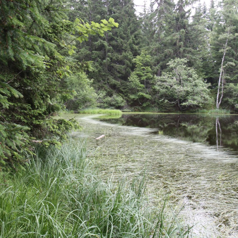 Espace Naturel Sensible de la forêt du Bout et Combe Grasse