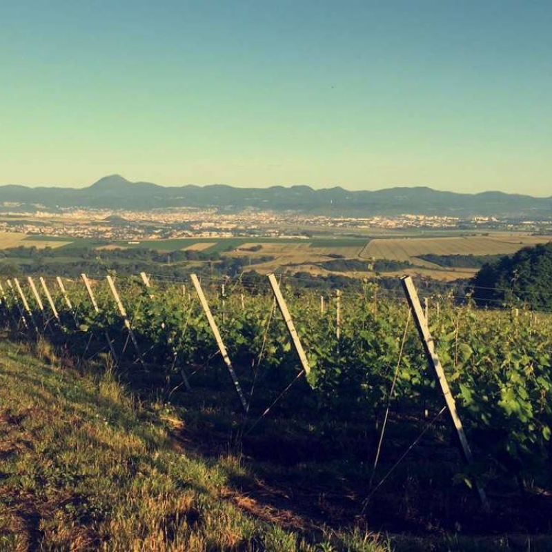 Vue sur la Chaîne des Puys depuis le domaine de Desprat Saint-Verny