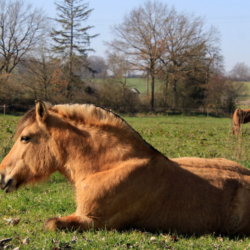 Domaine Equestre de la Goitière