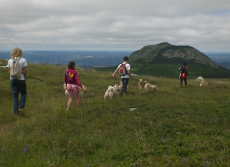 Cani-rando or cani-trottinette  - Nordic breeds