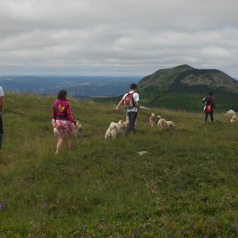 Cani-rando or cani-trottinette  - Nordic breeds