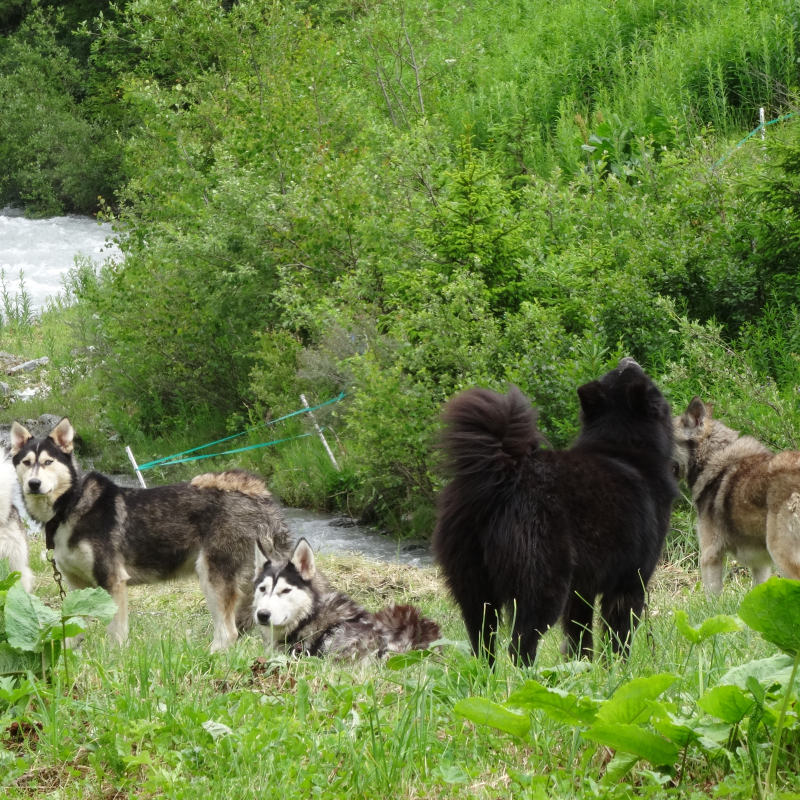 Cani-rando - Hiking with dogs