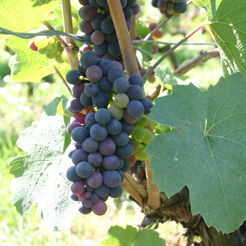 Découverte du vin entre pays Chablaisien et Genevois